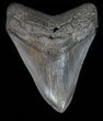 Glossy, Megalodon Tooth - South Carolina #40257-1